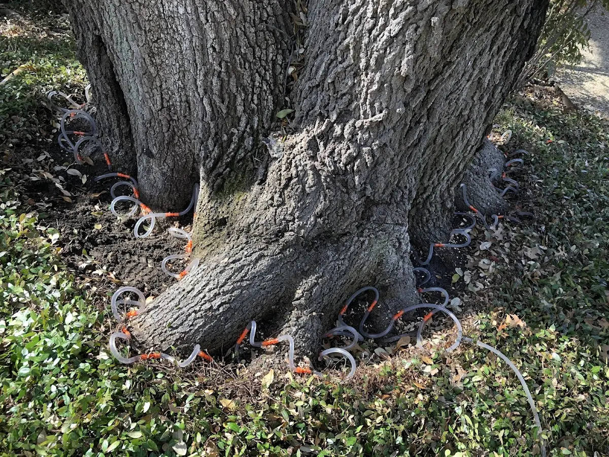 Detailed Tree Cabling and Bracing job site in Crockett