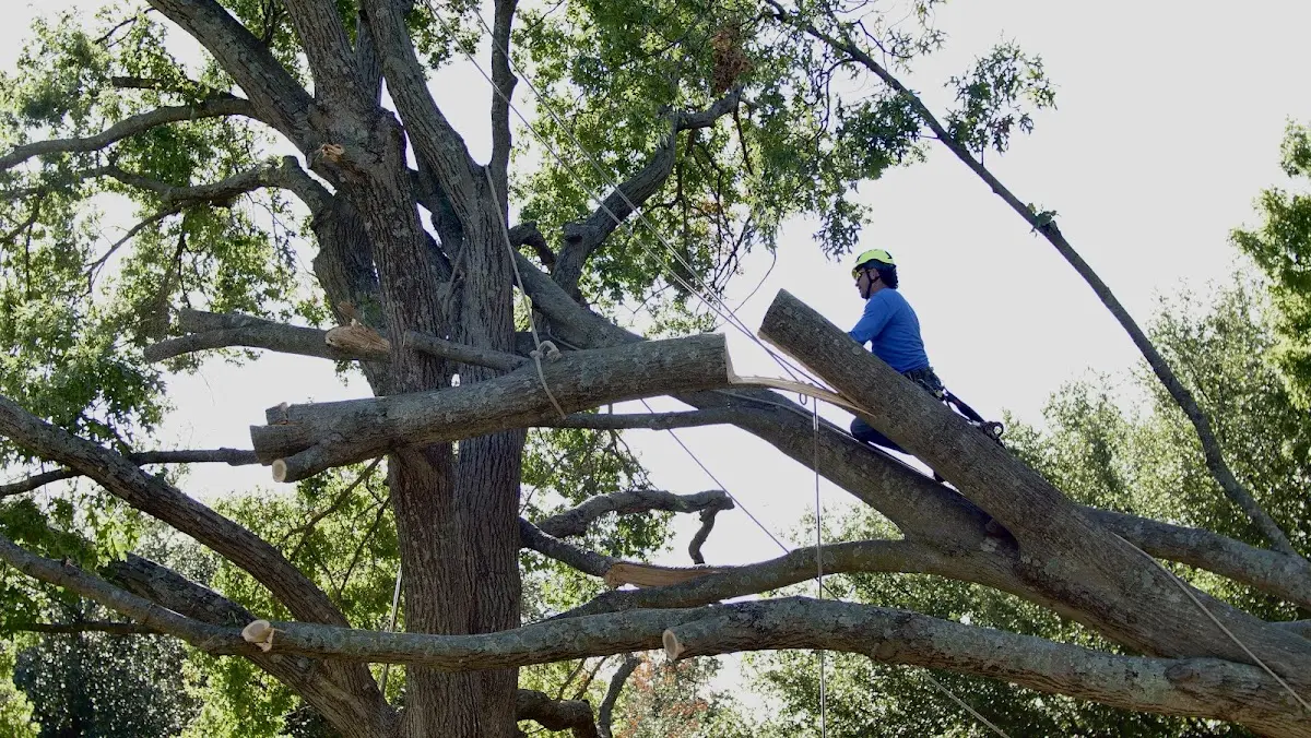 Professional Hazardous Tree Removal performed by certified arborists in Crockett